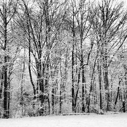 Snow covered trees in forest