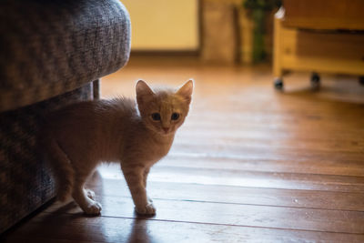 Portrait of cat sitting on hardwood floor at home