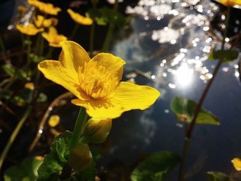 Close-up of yellow flower