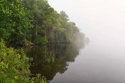 Scenic view of lake in forest against clear sky