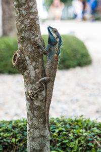 Close-up of lizard on tree trunk