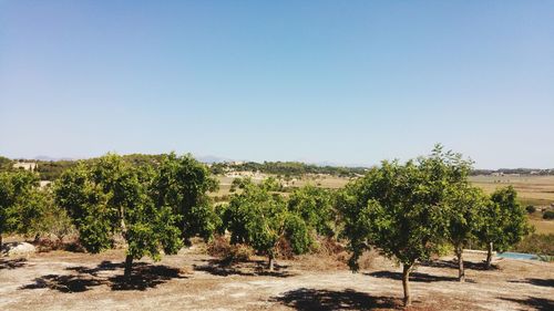 Trees on landscape against clear blue sky