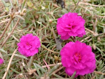Close-up of pink flowers on field