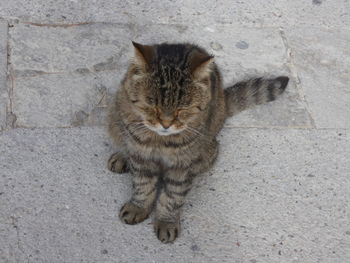 High angle portrait of tabby cat against wall