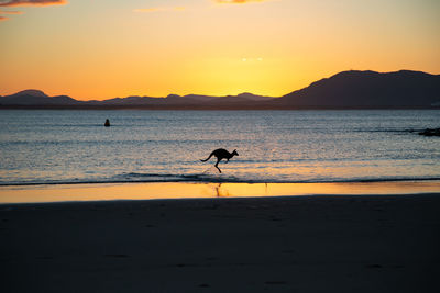 Silhouette kangaroo jumping on beach against sky during sunset