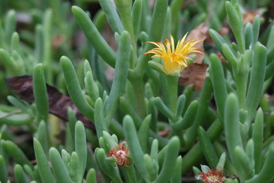 Close-up of flower bud