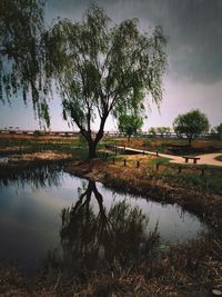 Reflection of trees in lake