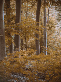 Trees growing in forest