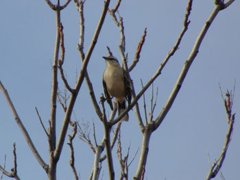 Low angle view of bird perching on tree against sky