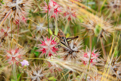 Close-up of grasshopper pollinating on flower