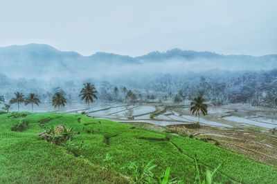 Scenic view of agricultural field against sky