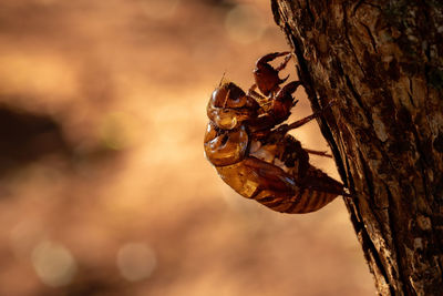 Close-up of insect on tree trunk