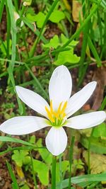 Close-up of white flowering plant