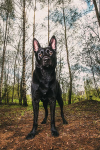 Portrait of black dog on field