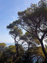 Low angle view of trees against sky