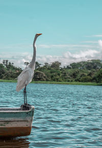Seagull perching on a lake