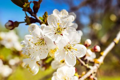 Close-up of cherry blossom