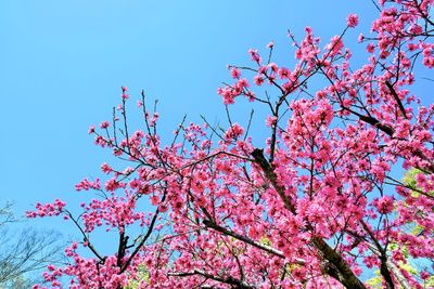 Low angle view of pink cherry blossoms in spring