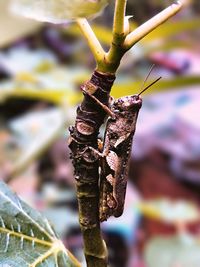 Close-up of insect on plant