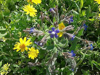 Close-up of yellow flowers