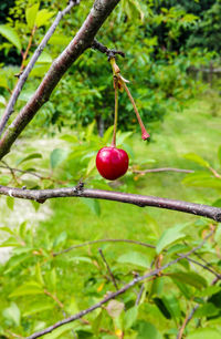 Close-up of berries growing on tree