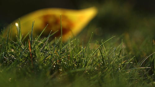 Close-up of water drops on grass