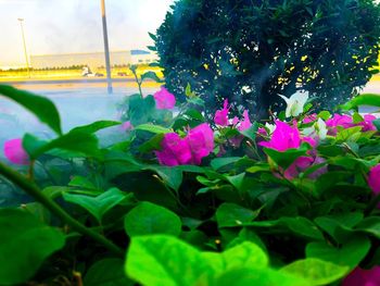 Close-up of pink flowering plant against sky