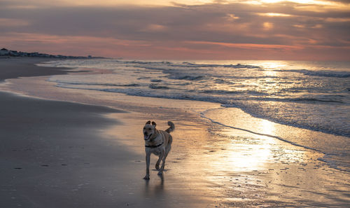 View of dog on beach during sunset