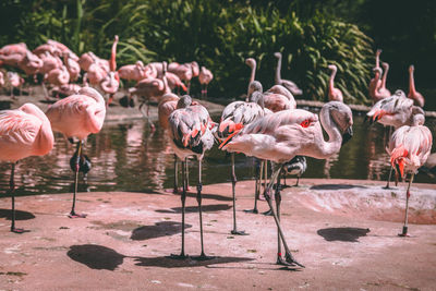 View of birds in lake