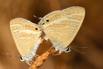 Close-up of butterfly pollinating flower