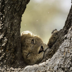 Close-up of animal resting on tree trunk