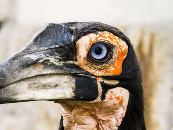 Close-up of a bird looking away