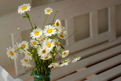 White daisies close-up in a vase. warm sunlight, soft focus, macro yellow stamens.