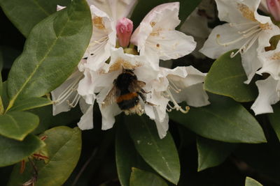 Close-up of bee on flower