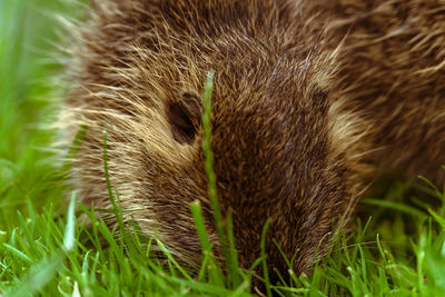 Close-up of cat on field