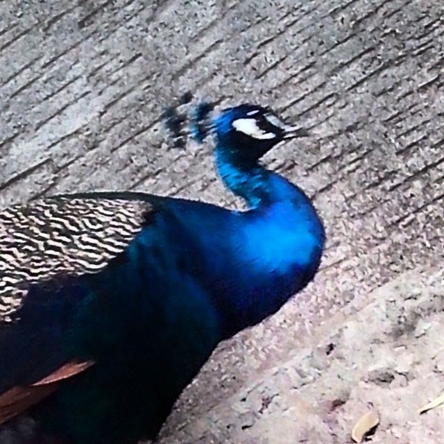 animal themes, bird, one animal, animals in the wild, wildlife, blue, perching, peacock, pigeon, beak, outdoors, day, feather, nature, zoology, no people, full length, close-up, spread wings, high angle view