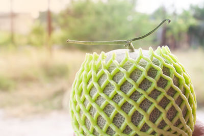 Close-up of fruit