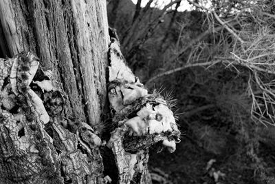 Close-up of tree trunk in forest