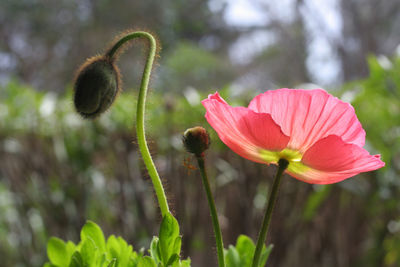 Close-up of honey bee on poppy flower