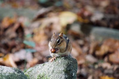 Close-up of chipmunk feeding nut on rock