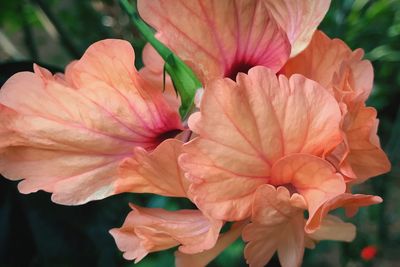 Close-up of pink day lily plant