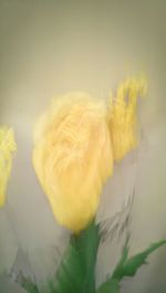 Close up of yellow flowers