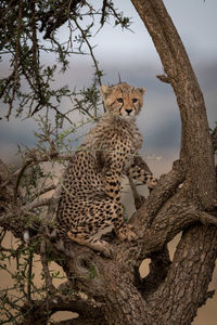 Cat sitting on tree trunk