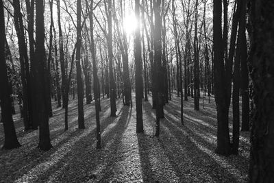 Trees in forest