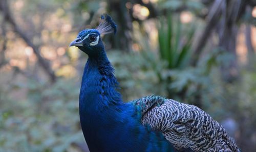 Side view of peacock against blurred background