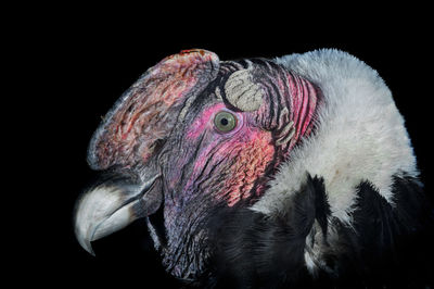 Close-up portrait of bird against black background