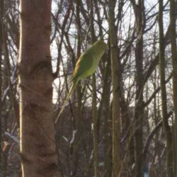 Trees growing in forest