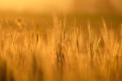 Close-up of wheat growing on field