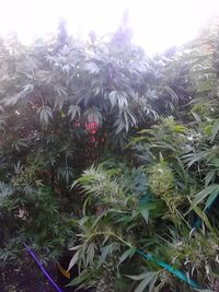 Sun shining through trees