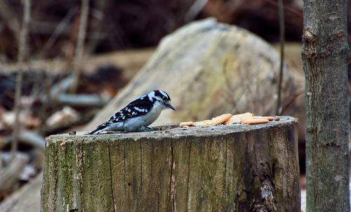 Bird perching on wooden post